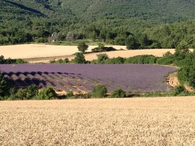 a field of lavender with a hill in the background at La Grande Bouisse gites avec piscine dans le Luberon, Provence in Céreste