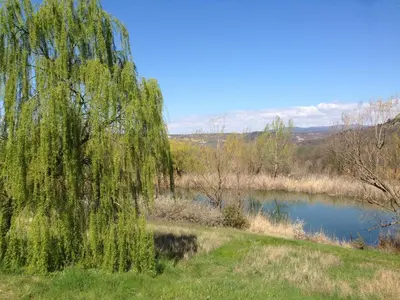 a weeping willow tree next to a lake at La Grande Bouisse gites avec piscine dans le Luberon, Provence in Céreste