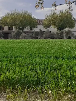 a field of green grass with a house in the background at Mas provençal in Sénas