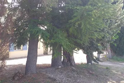 a group of trees in front of a building at Gite Nature & Bien-Être avec piscine in Lincel