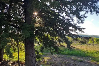 a tree in a field next to a dirt road at Gite Nature & Bien-Être avec piscine in Lincel