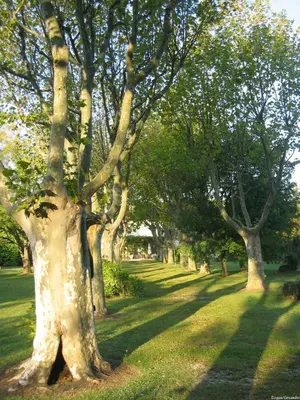 a row of trees in a grassy field at Demeures et Châteaux Hôtel L'Hermitage in Pernes-les-Fontaines
