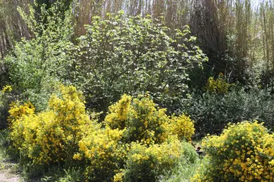 a garden with yellow bushes and a tree at Duplex de charme au coeur de la Provence. in Pertuis