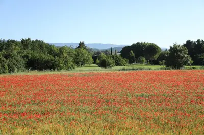 a field of red poppies in a field at Duplex de charme au coeur de la Provence. in Pertuis