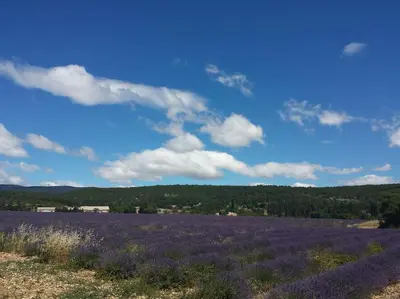 a field of lavender with a blue sky and clouds at Location provence ventoux sault in Sault-de-Vaucluse
