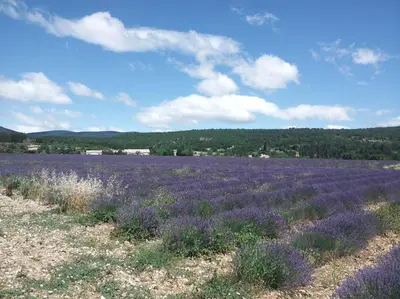 a field of lavender with a blue sky at Location provence ventoux sault in Sault-de-Vaucluse