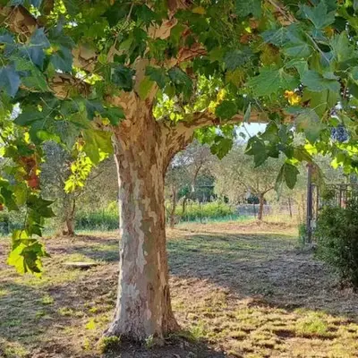 Campagne Carbonel