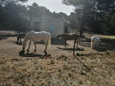 a group of horses grazing in a field at Location saisonnière villa Lauris in Lauris