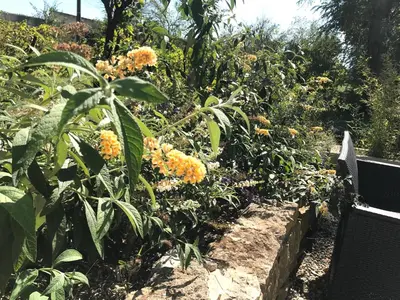 a garden with yellow flowers on a fence at Superbe annAix de villa - Maison Odonata in Aix-en-Provence