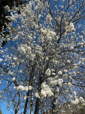 a tree with white flowers on top of it at Superbe annAix de villa - Maison Odonata in Aix-en-Provence