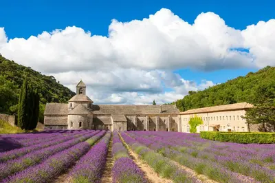 a field of purple flowers in front of a building at La Bastide de la Peyrolière avec piscine et tennis face au Luberon in Apt