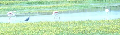 a group of flamingos standing in the water at Lumière de Provence in Mollégès
