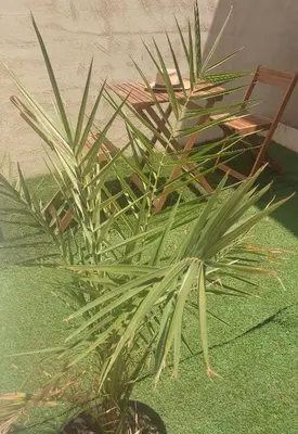 a green plant sitting on top of green grass at Spa NESSA in Saint-Andiol