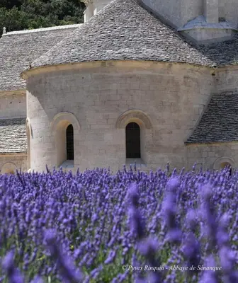 a field of purple flowers in front of a building at ENTRE VENTOUX ET LUBERON Chambre d'hôte in Sault-de-Vaucluse