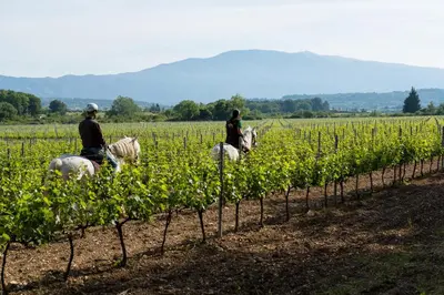 two people on horseback in a vineyard with plants at Château La Croix Des Pins in Mazan