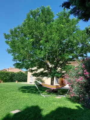 a hammock under a tree in a yard at En Provence, Chez Stéphanie et Marcel in Saint-Rémy-de-Provence