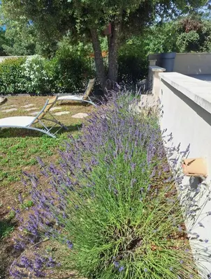 a bush with purple flowers next to a wall at Gite neuf avec piscine Bio uv in Saint-Saturnin-les-Apt