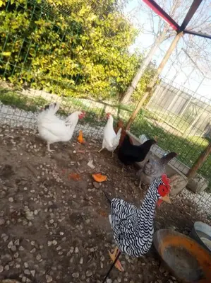 a group of chickens walking around in a pen at Gite LE PETIT LUBERON COQUELICOT in Coustellet