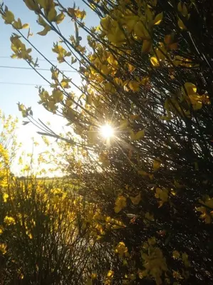 a sun shining through the leaves of a tree at Gite LE PETIT LUBERON COQUELICOT in Coustellet