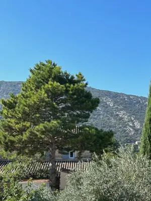 a tree in front of a house with a mountain at Chambre privée dans un MAS au centre du Village in Maubec