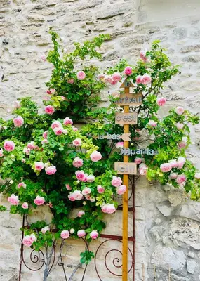 a sign with pink roses on a stone wall at Histoire de cru in Saignon