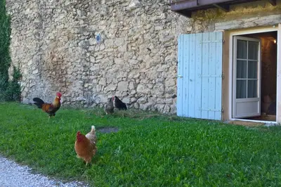 a group of chickens standing in the grass next to a building at Gîte La Charlette in Cheval-Blanc