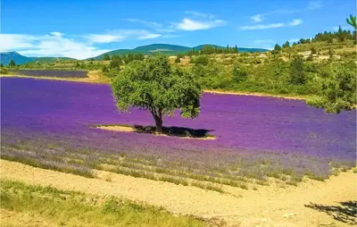 a tree in a field of purple flowers at Amazing Home In Mazan With Kitchen in Mazan
