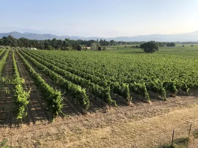 an aerial view of a field of vines at Auberge de Mazan in Mazan