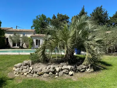 a palm tree in a pile of rocks in a yard at Mas du Soleil in Caumont-sur-Durance