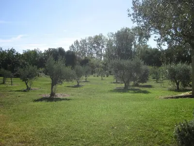 an orchard of olive trees in a field at Mas du Soleil in Caumont-sur-Durance