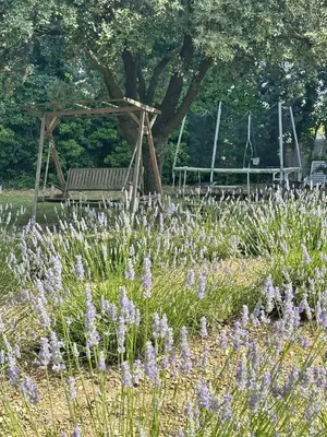 a field of red and white flowers in a park at VILLA DE LA ROQUE in Eygalières