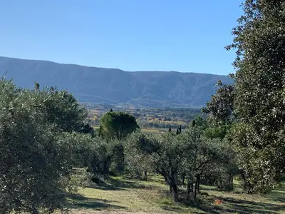 a field with trees and mountains in the background at le mas du lavoir in Gordes