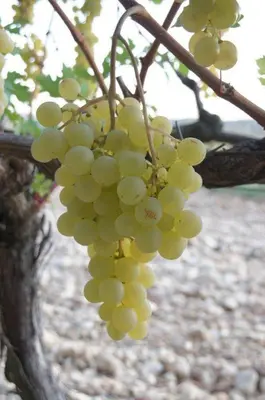 a bunch of green grapes hanging from a tree at Masmazan in Mazan