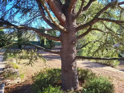 a large tree sitting in the middle of a field at Maison avec piscine chauffée, centre village in Saint-Saturnin-les-Apt