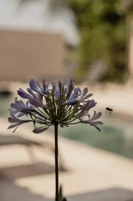 a purple flower in a vase on a table at La ferme du 645 in Entraigues-sur-la-Sorgue