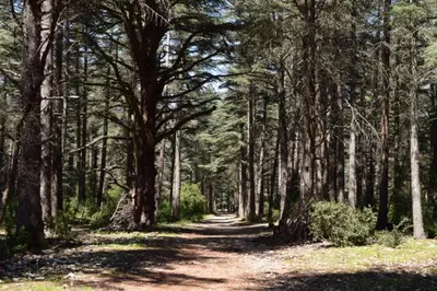 a dirt road in the middle of a forest with trees at Sud luberon in Ansouis