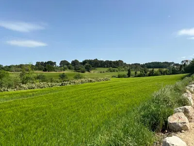 a field of green grass with trees in the background at Havre de paix au sein d'un T3 d'une bastide aixoise in Aix-en-Provence