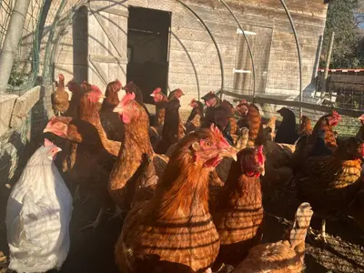 a group of chickens in a chicken coop at Appart Hôtel - Nature et Spa in Aurons