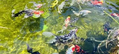 a group of fish swimming in the water at Cabane la Clef des Champs au Mas des Entrages in Salon-de-Provence