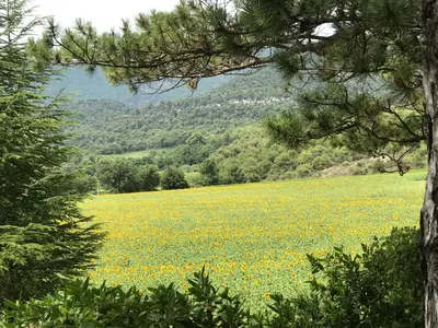 a field of yellow flowers in a field with trees at LA BASTIDE FERREOL in La Motte-dʼAigues