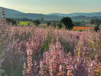 a field of purple flowers with mountains in the background at Le Petit Delphia in Apt