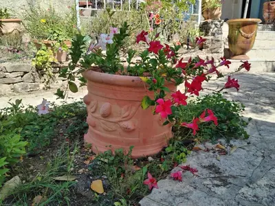 a large pot filled with flowers in a garden at Lou Jasset in Cabrières-dʼAigues