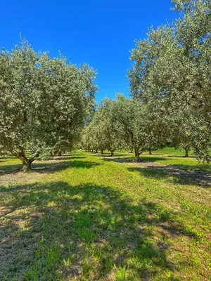 a row of trees in a field with green grass at La Terrasse - Entire townhouse in hilltop village in Saint-Martin-de-Castillon