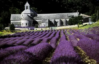 a field of purple flowers in front of a church at Gordes Le Bastidon in Gordes
