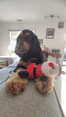 a dog sitting on a bed with a stuffed animal at La villa Rosa in Bédoin