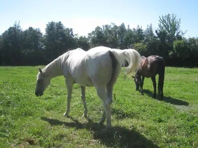 a white horse and a brown horse standing in a field at Le Pas des Lanciers in Mallemort