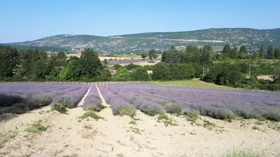a field of lavender in the middle of a field at LE GRAIN DE LAVANDE - Mont Ventoux in Sault-de-Vaucluse