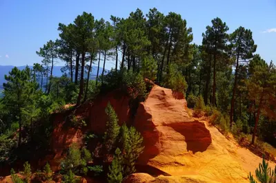 a dirt road in the middle of a forest at Camping Le Luberon in Apt