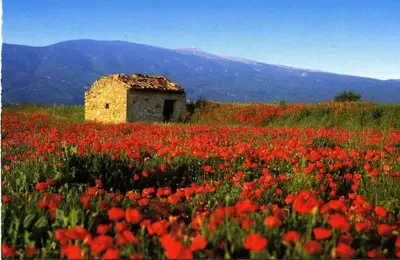 a building in a field of red flowers at la petite maison in Céreste