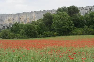 a field of red poppies in front of a mountain at LES CISTES in Lioux